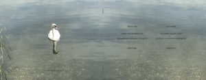 Buchcover - Spiegelungen. Ein Schwan am See.
